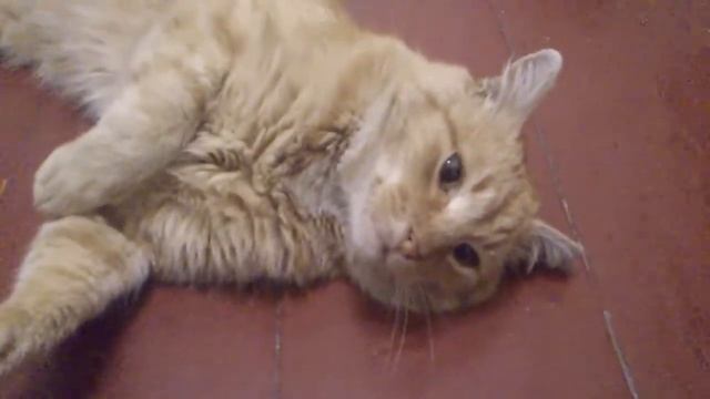 My speaking and dancing cat | Мой говорящий кот-танцор смотреть онлайн