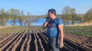 Ранняя посадка картофеля в огороде. Формирование высоких гряд.
