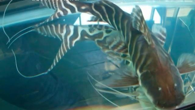 ゼブラ・キャット（Tigerstriped catfish）学名：Brachyplatystoma tigrinum смотреть онлайн