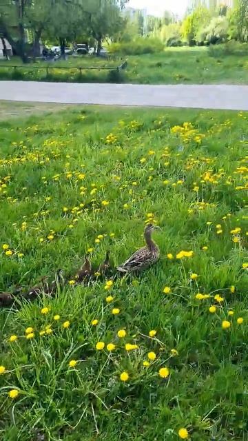 Серая варона нападает детёнышей утки я спас утять от серая вороны! смотреть онлайн
