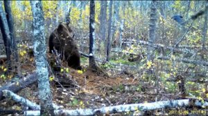 Осенний зов Тайги 
1 часть