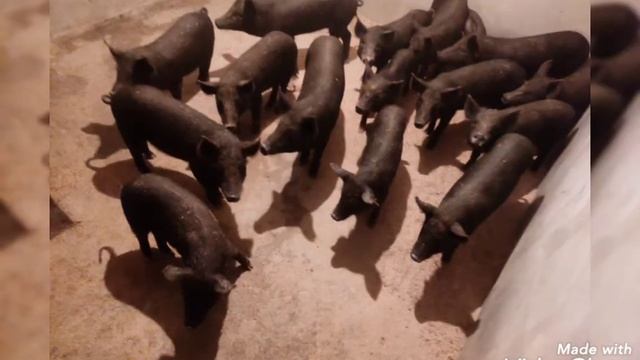 K.K Pig Breeding Farm, Ranchi смотреть онлайн