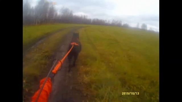 "Это по любви". Ризеншнауцер Терравиртус Импульс. Байкджоринг. смотреть онлайн