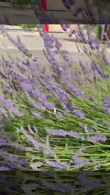 #Shorts Lavender fields of Provence, France | Valensole, South of France смотреть онлайн