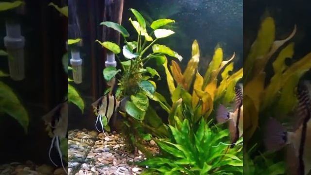 Пара Рио Нанай защищает свою икру. смотреть онлайн