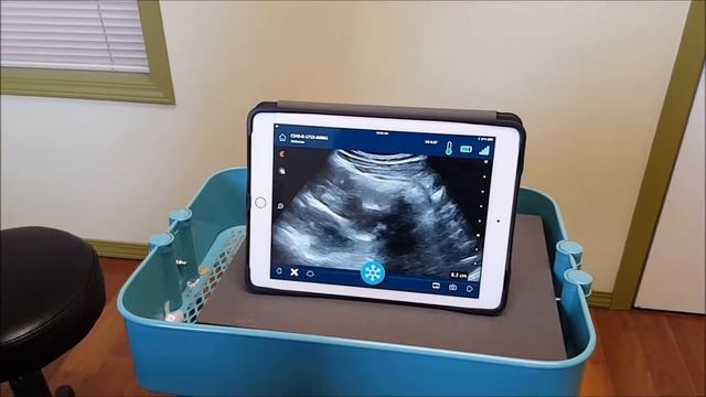 Pelvic Floor and More...Is your core really on? Abs Core Pelvic Floor смотреть онлайн