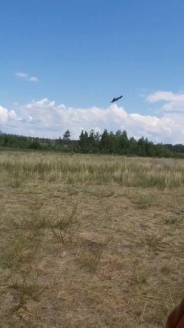 Коршун на охоте смотреть онлайн