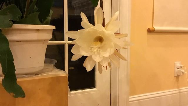 Tan Hua (Queen of the Night) - 曇花 - Blooming смотреть онлайн