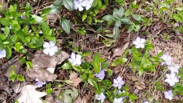 💮🌸 Весенняя палитра 🌸💮 смотреть онлайн