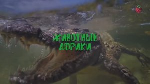 ЖИВОТНЫЕ для детей  ВСЕ СЕРИИ