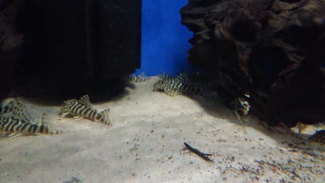Peckoltia compta wild смотреть онлайн