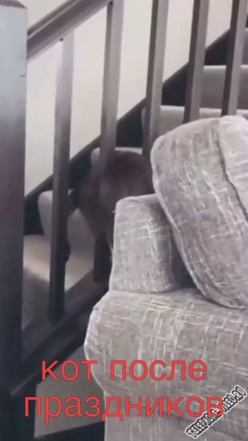 котик смотреть онлайн