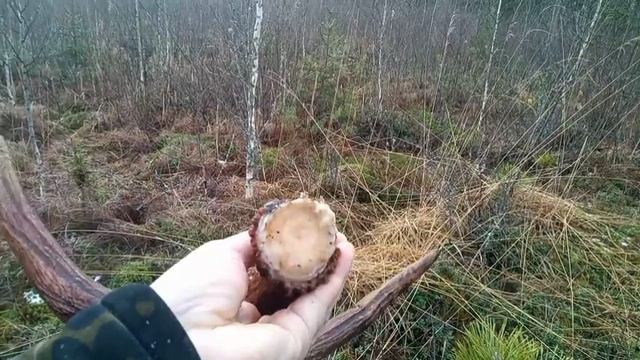 Поиск рогов.