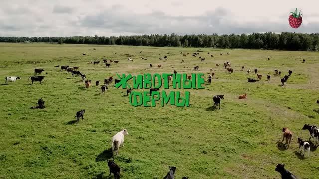 ЖИВОТНЫЕ ФЕРМЫ для детей  Как говорят животные