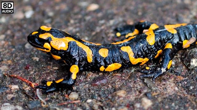🦎 SALAMANDER SOUND - SALAMANDER SOUND EFFECT - SOUND OF SALAMANDER - NOISE OF SALAMANDER смотреть онлайн