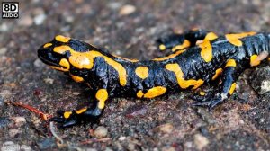 🦎 SALAMANDER SOUND - SALAMANDER SOUND EFFECT - SOUND OF SALAMANDER - NOISE OF SALAMANDER