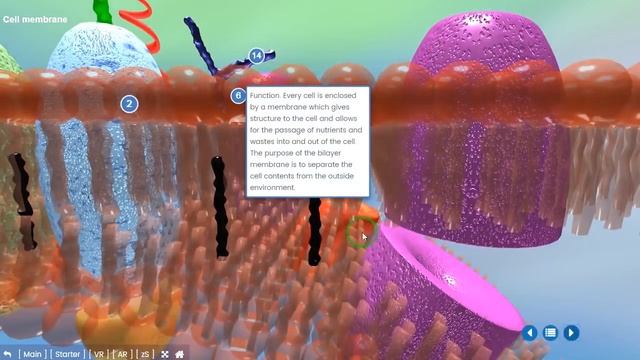 Advanced 3D Educational Models on https://3does.com смотреть онлайн