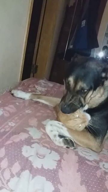 собака рвет кота смотреть онлайн