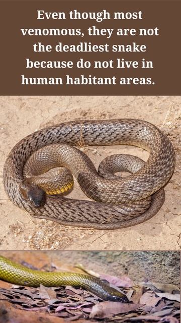 Inland Taipan snake (most venomous snake) #taipan #inlandtaipan #snakebite #venomoussnake #venomous смотреть онлайн
