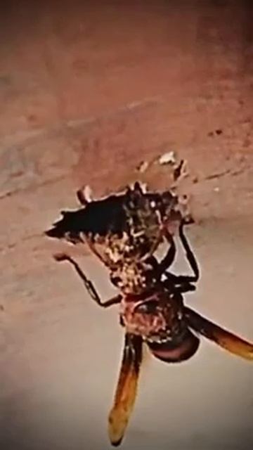 Wasp Cutting Wood For Nest | Slow motion | #ViewPerspective #shorts #Viral #Hornet смотреть онлайн