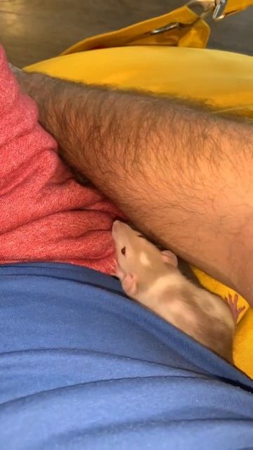 Small cute rat friend fun together #cute #rat #pet #friend #shorts #goviral смотреть онлайн