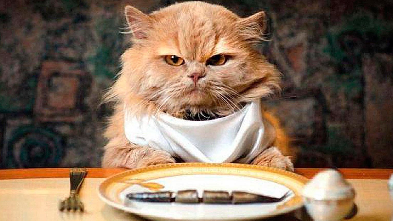 про котика. шуточная смотреть онлайн