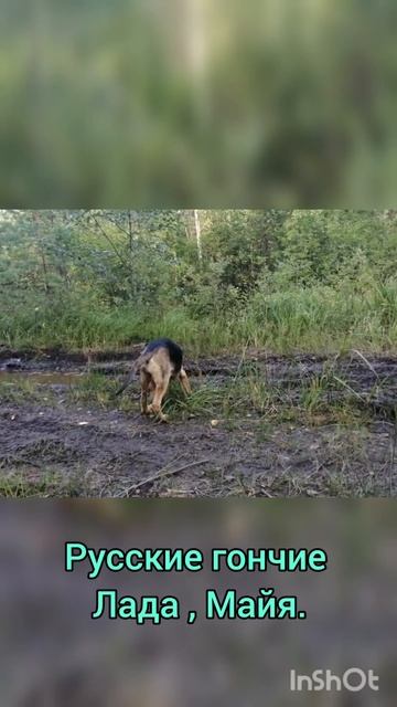 Русские гончие Лада и Майя вл. Шатров В.А.#охотасгончей#собака #животные #топ #hunting смотреть онлайн