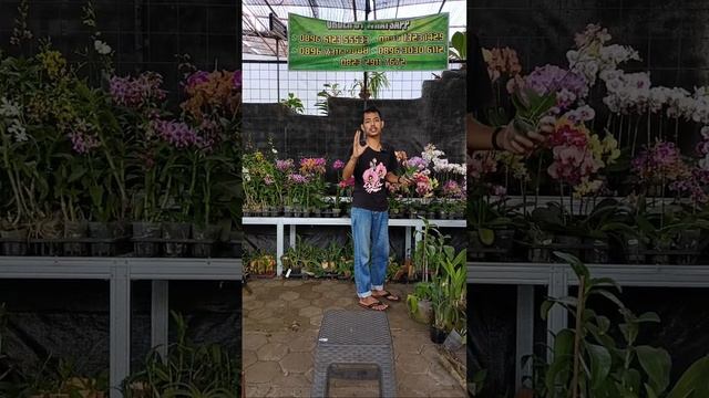 🔴LIVE SALE PAGI‼️menjelang akhir bulan kita kasih obralan anggrek murah 🥰✨ смотреть онлайн