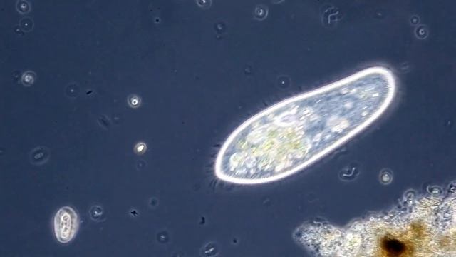 Das Pantoffeltierchen (Paramecium caudatum) смотреть онлайн