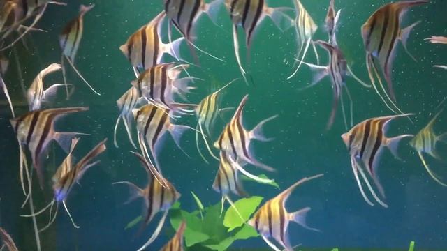 2018 Altum Angel, Rio Negro Red, Rio Inirida смотреть онлайн