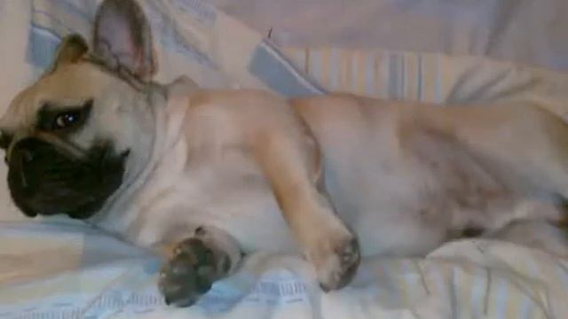 French BullDog RICCI ??? COLOR (Sandy) смотреть онлайн