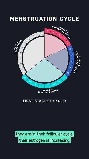 Menstruation Cycle and Scanning смотреть онлайн