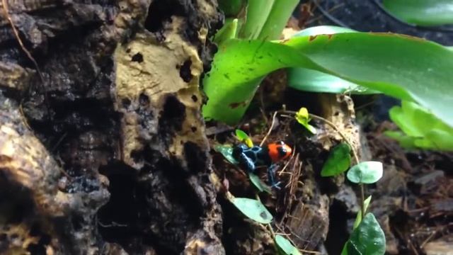 Ranitomeya Benedicta смотреть онлайн