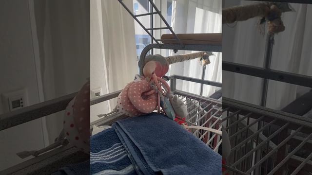 Sunny day with Mya ☀️ Kakadu Gala Cockatoo Parrot Bird смотреть онлайн