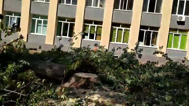 Съёмки на территории 141 школы! Вырезка деревьев смотреть онлайн