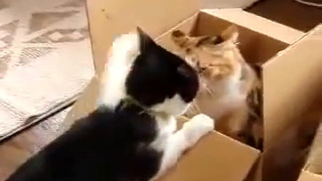 Коты не поделили жилплощадь смотреть онлайн
