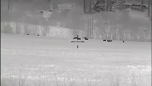 Pulsar Thermion 2 XP50 wildboars смотреть онлайн