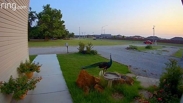 Have You Ever Seen A Peacock Fly? | RingTV смотреть онлайн