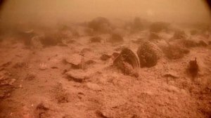 Sony IMX327 FH8550M Меню OSD Качество записи на 7 "IPS квантовый экран QLED AHD DVR Подводная камер