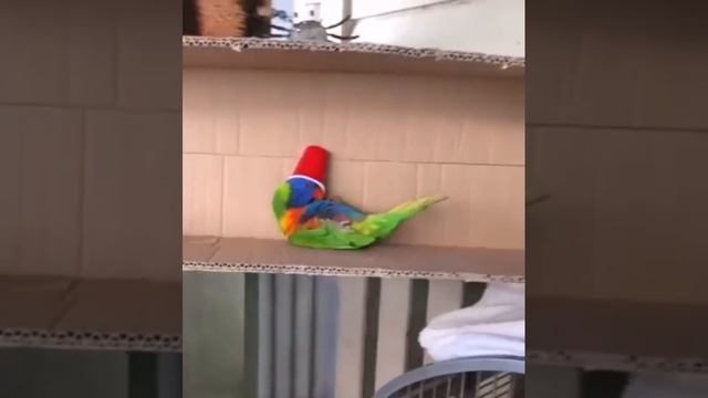 Каждый сходит с ума по своиму ) смотреть онлайн