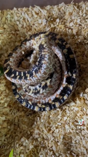 Drama noodle hognose playing dead смотреть онлайн