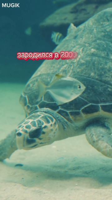 #Всемирный день черепахи #Знаете ли вы? #Природа #51 смотреть онлайн