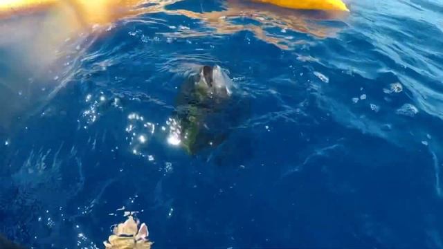 Two Yellowfin Ahi Shibi and Kampachi Fishing on a Tandem Island Hobie смотреть онлайн