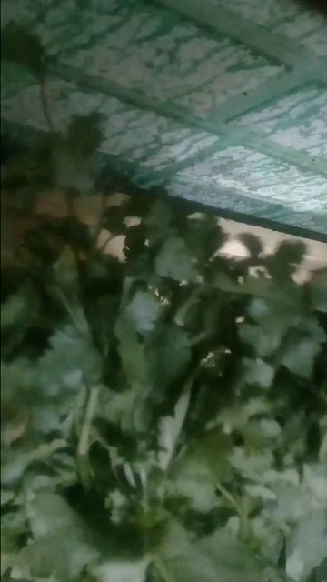 ازاى تفرقى الكزبرة عن البقدونس وبين الشبت والشمر للمبتدئين/ ازاى تعرفى الفرق بينهم باسهل طريقة смотреть онлайн