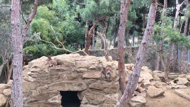 Bakı Zooloji Parkı l Бакинский зоологический парк l Baku Zoological Park 2021 смотреть онлайн