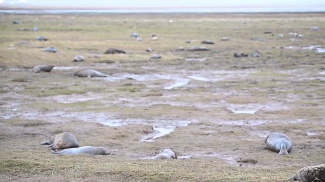 Seals at Donna Nook 2022 смотреть онлайн