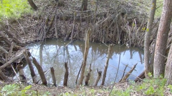 Нечто странное нашёл в лесу