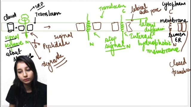 Protein Targeting Lecture 3|TOPOLOGY|Single Pass Transmembrane Protein|Protein Sorting||Cell Biolog смотреть онлайн