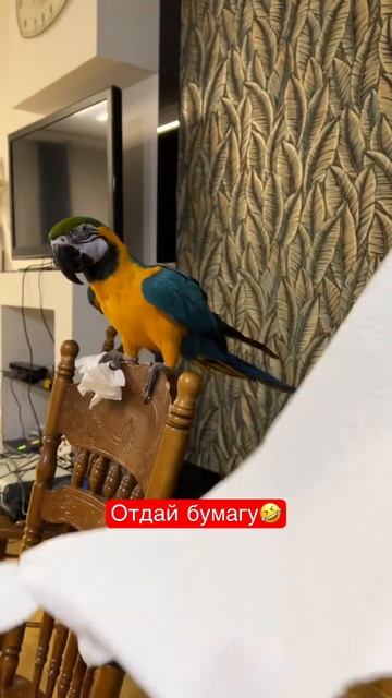 Отдай бумагу. смотреть онлайн