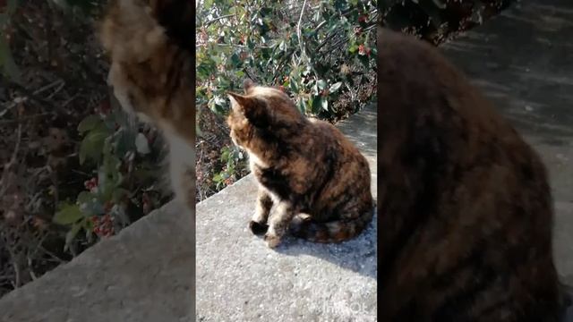 Кошки-очарование мое..))#кошки смотреть онлайн
